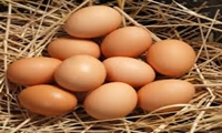 قیمت مرغ و تخم مرغ در خراسان جنوبی هشت درصد کمتر میانگین کشوری